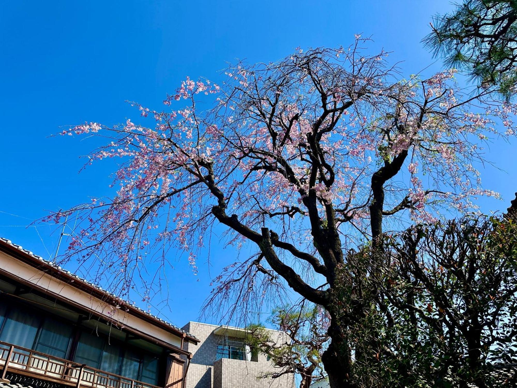 Family Or Business Travel 20 Percent Off丨200 Sqm 丨 14 Min To Shinjuku 丨century-Old Japanese Garden 丨3 Parking Spaces丨4 Bedrooms Τόκιο Εξωτερικό φωτογραφία